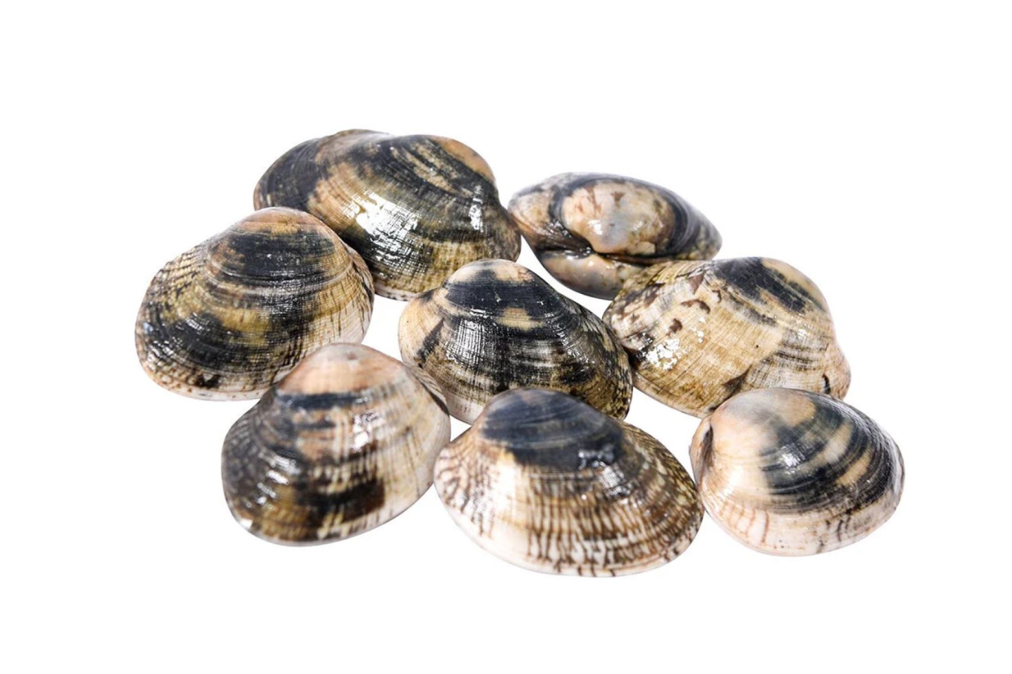 AMEIJOA MACHA COELHO E DIAS AMEIJOA MACHA COELHO E DIAS