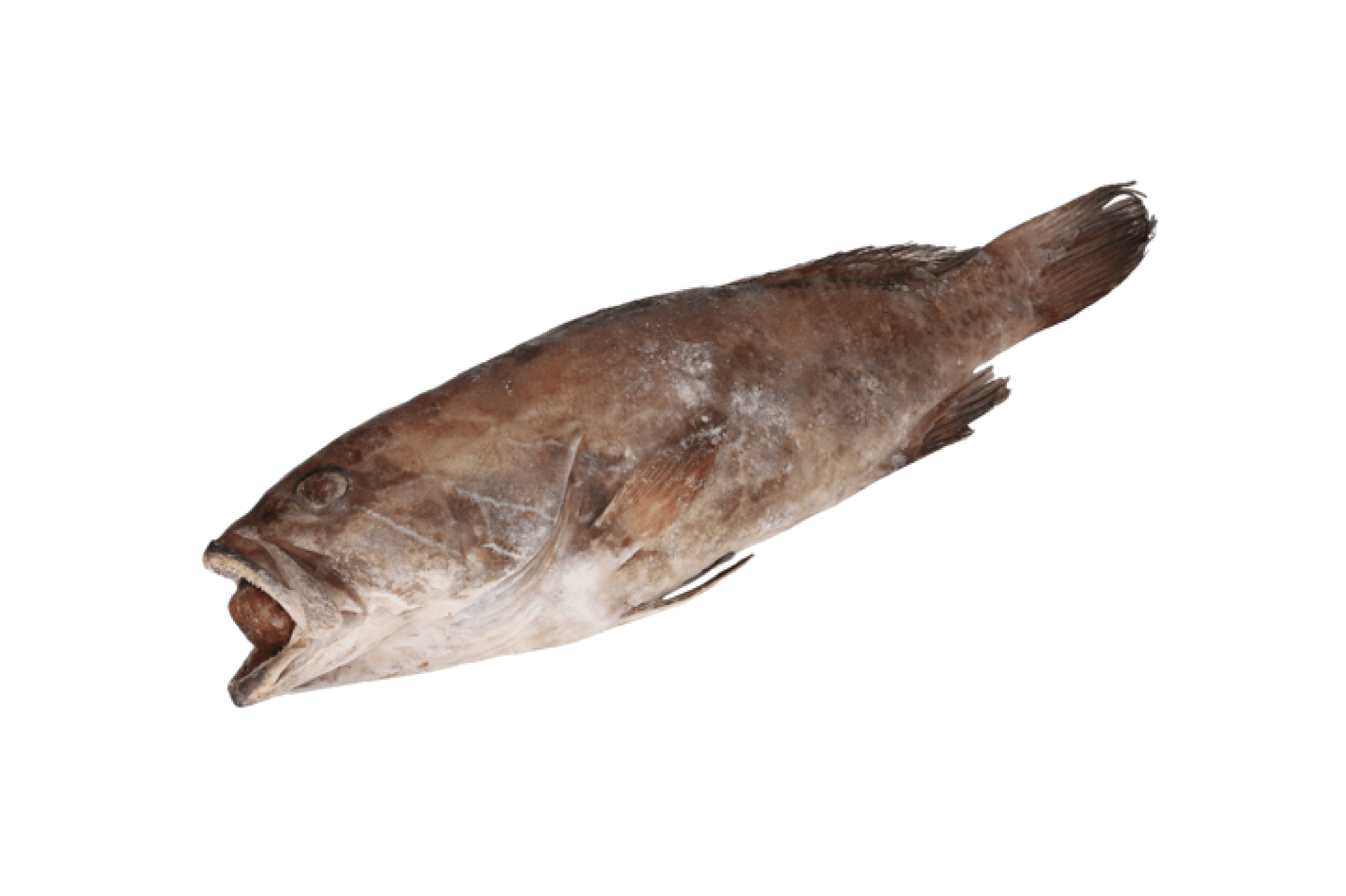 GAROUPA INTEIRO COELHO E DIAS