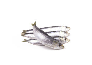 sardinha-pequena
